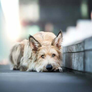 Hund 10 Zuma Picard 1