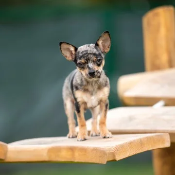 Hund 11 Aegon Chihuahua 1