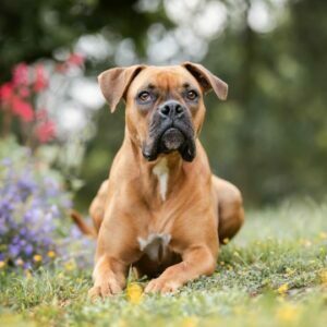 Lotti Boxer