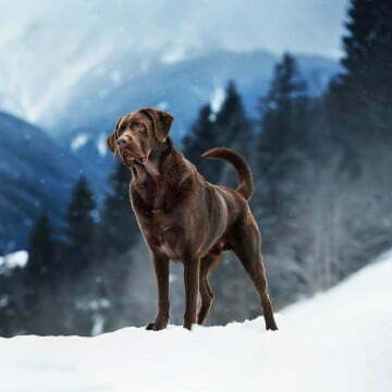 Hund 13 Louis Labrador 1