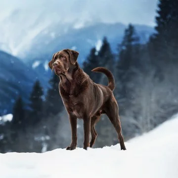 Hund 13 Louis Labrador 1