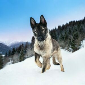 Nora Deutscher Schäferhund