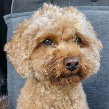 Hund 15 Nisa Zwergpudel 1