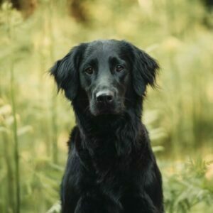 Greta Flat Coated Retriever