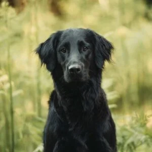 Greta Flat Coated Retriever