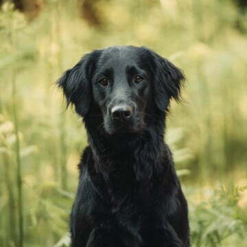 Hund 4 Greta Flat Coated Retriever Variante 1 1