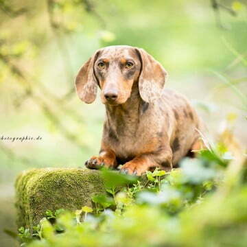 Hund 5 Leo Tigerdackel 1