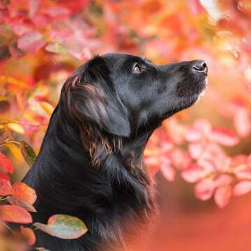 Hund 6 Juno Mischling 1