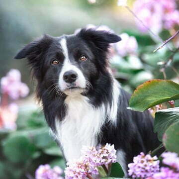 Hund 7 Levis Border Terrier 1