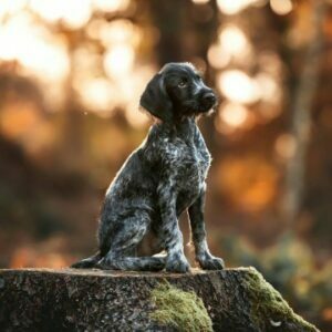 Thorin Deutsch-Drahthaar