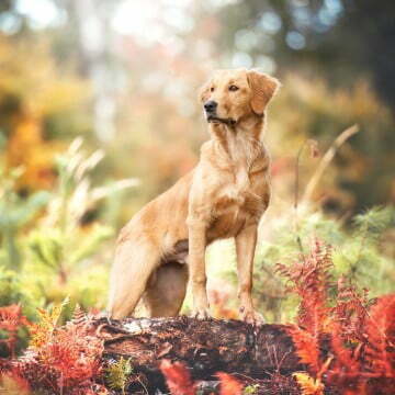 Hund 9 Oskar Golden Retriever 1